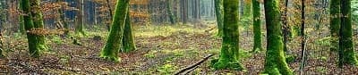 Sunlight reaching the floor of a forest
