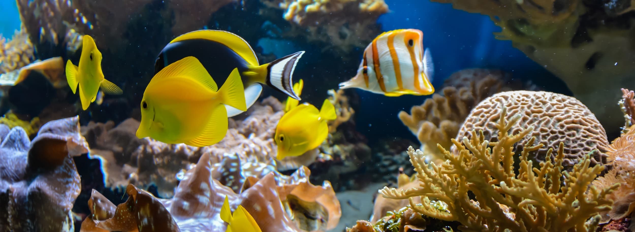 Tropical fish swimming above a coral reef