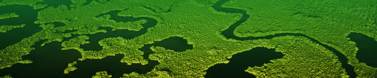 Waterways and wetlands viewed from above